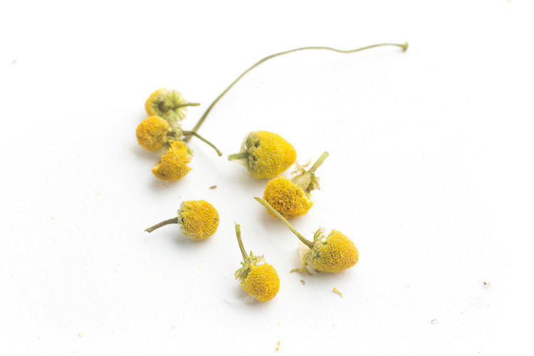 Chamomile is an annual plant