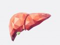 The best drugs for the liver: hepatoprotectors with proven effectiveness